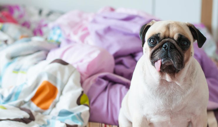 How to Train Your Small Dog to Sit on His Bed How to Train Your Small Dog to Sit on His Bed