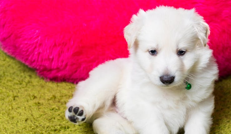 How to Train Your Small Dog to Sit on His Mat How to Train Your Small Dog to Sit on His Mat