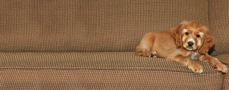 How to Train Your Cocker Spaniel Dog to Sit on the Couch How to Train Your Cocker Spaniel Dog to Sit on the Couch