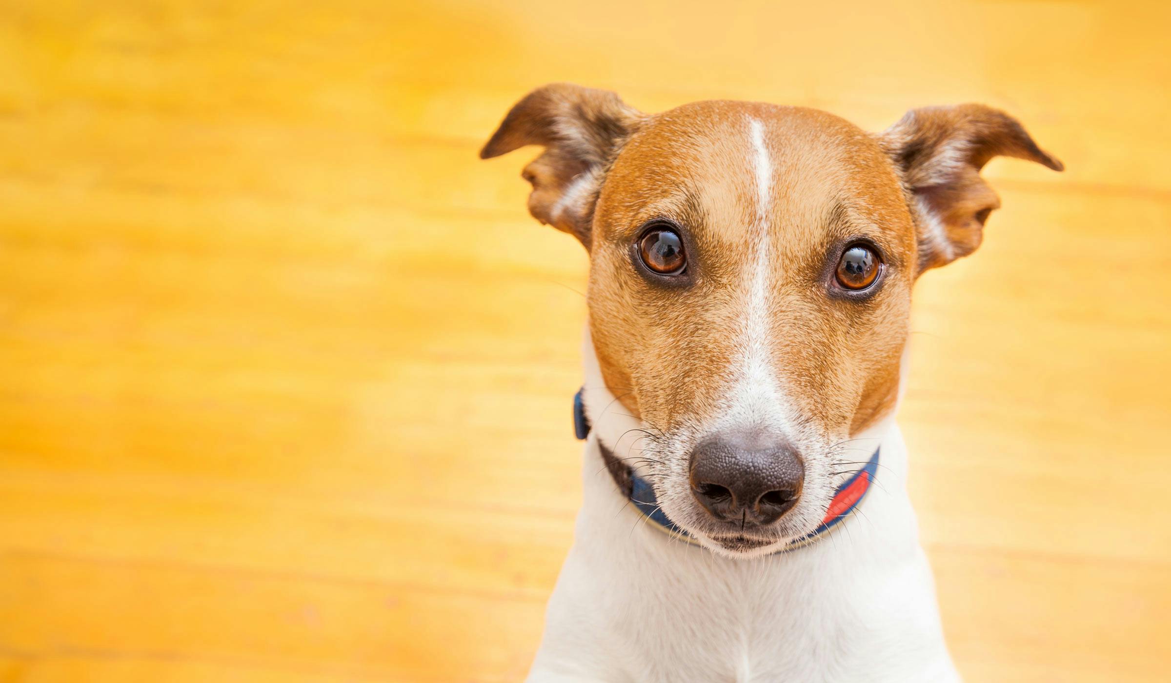 How to Train Your Small Dog to Sit on Your Lap Wag!