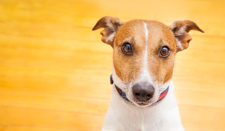 How to Train Your Small Dog to Sit on Your Lap