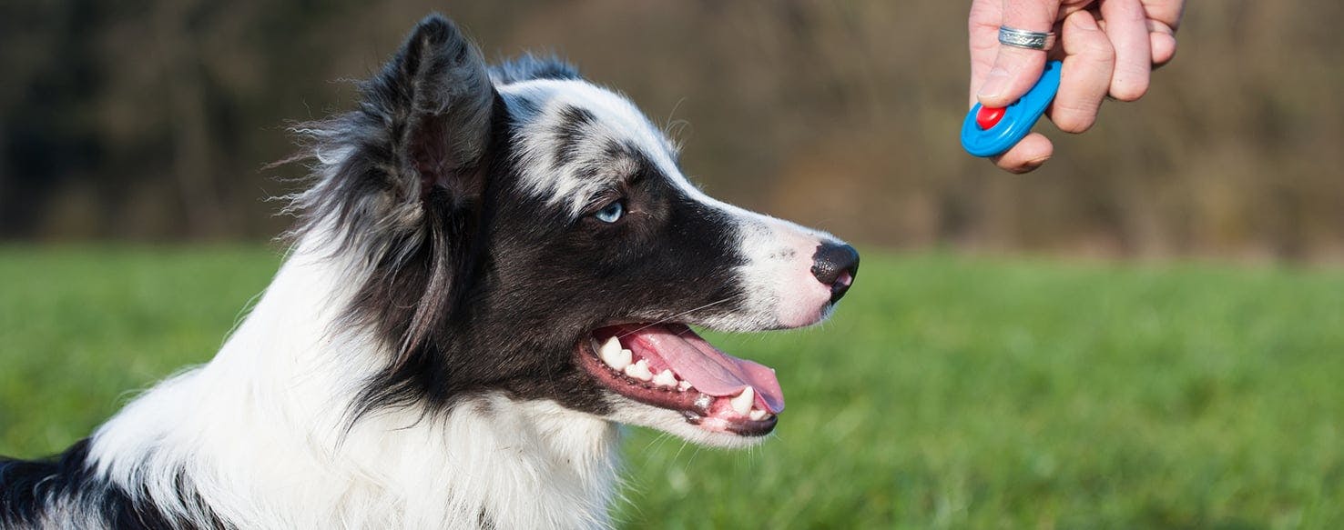 Clicker method for How to Train Your Dog to Sit