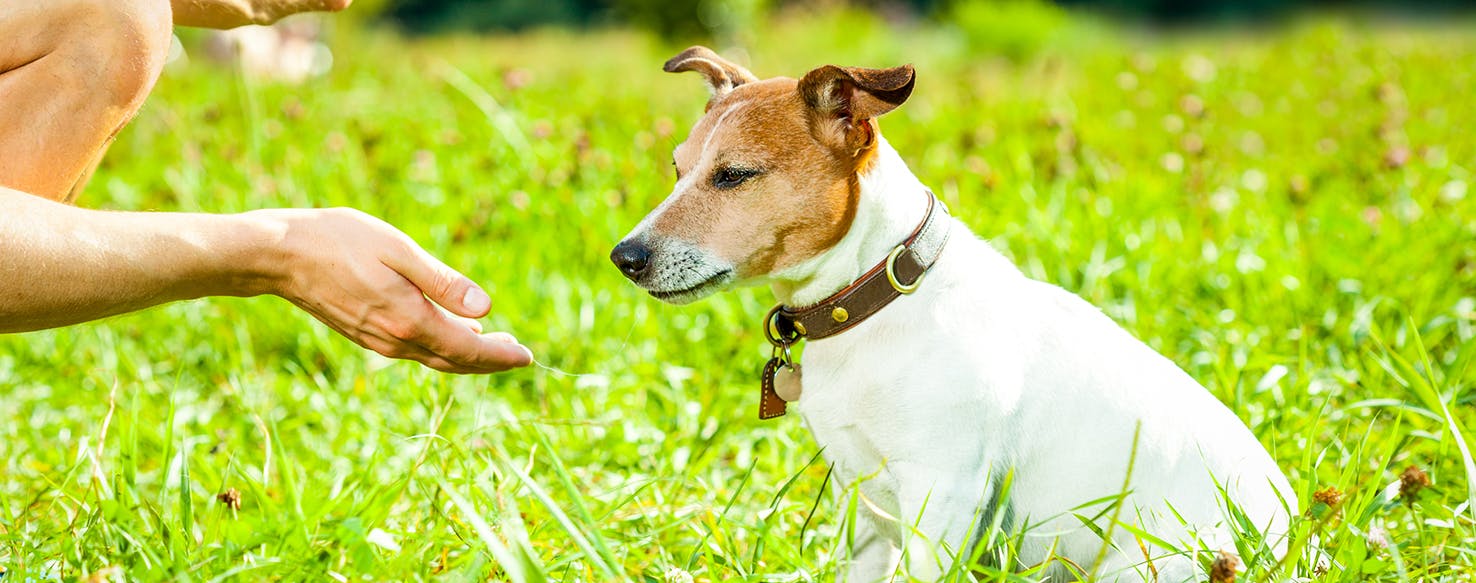 Hand Signals method for How to Train Your Dog to Sit