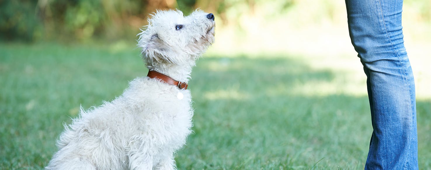 Simple Sit method for How to Train Your Dog to Sit