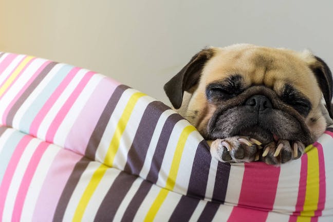 How to Train Your Dog to Sleep All Night