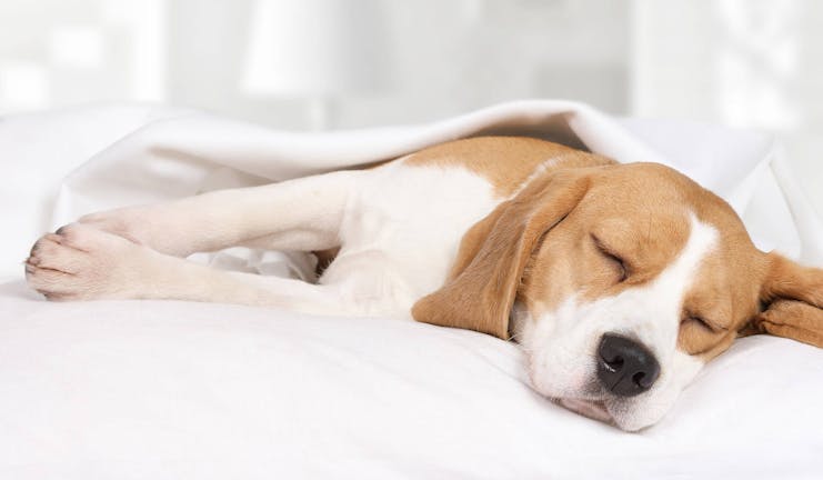 How to Train Your Beagle Dog to Sleep at Night