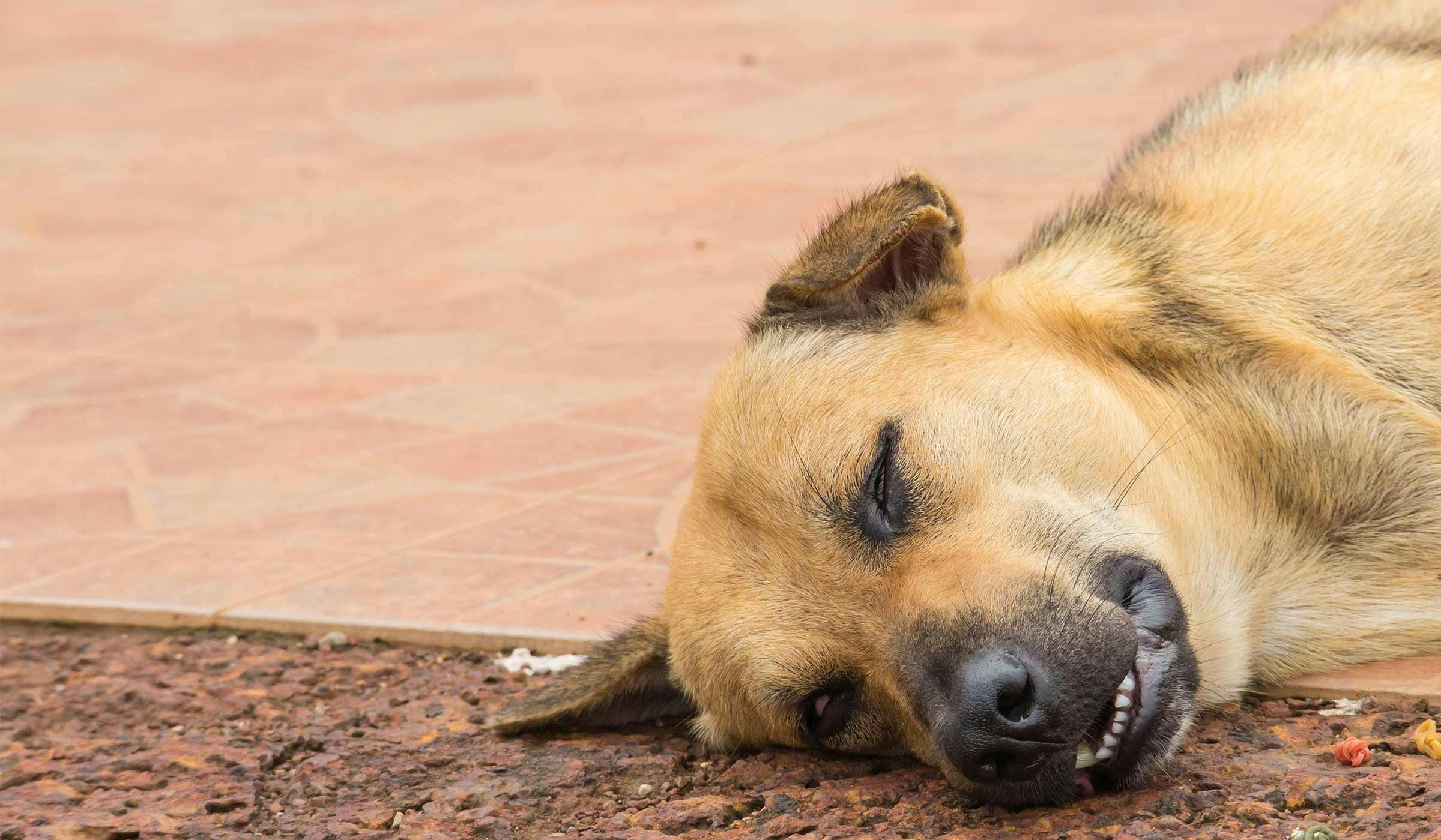 how-to-train-your-older-dog-to-sleep-downstairs-wag