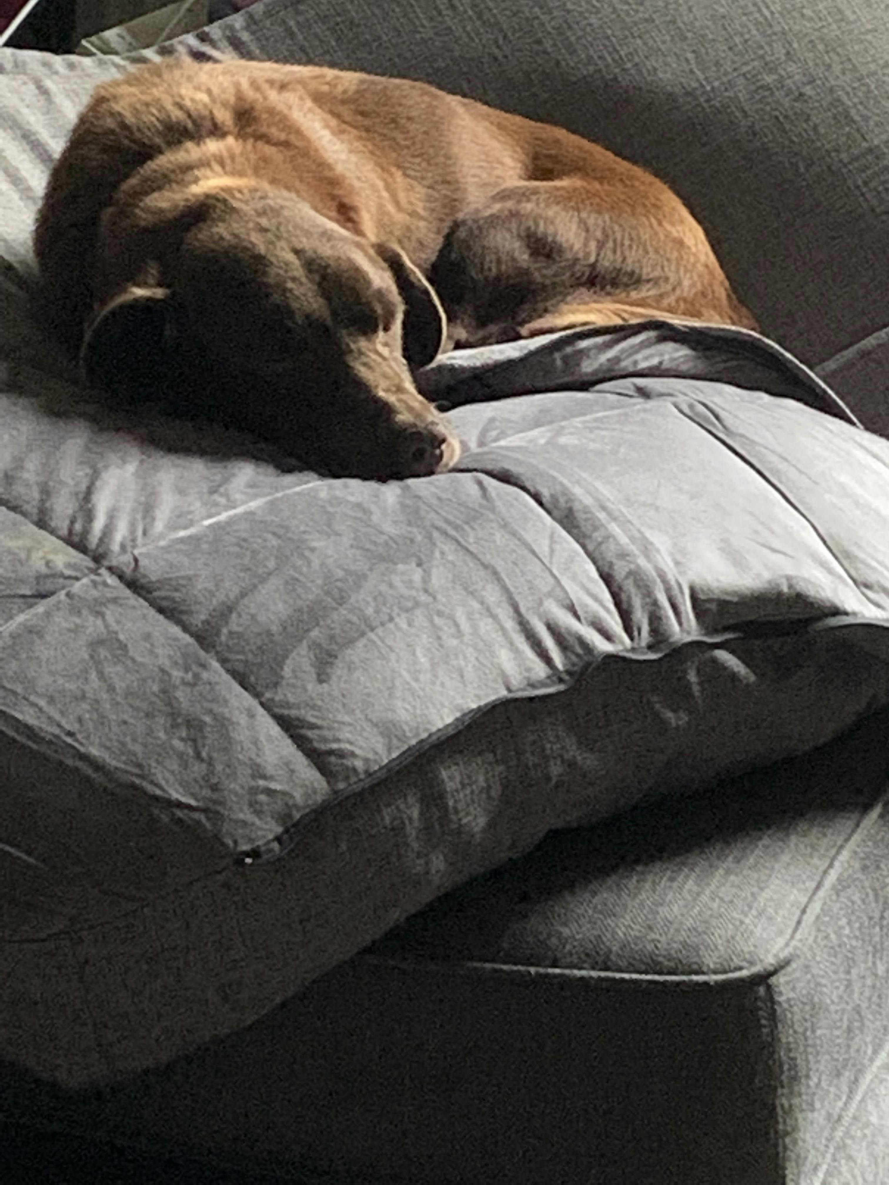 How Do I Train My Dog To Sleep In His Crate