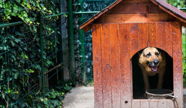 How to Train Your Older Dog to Sleep in a Kennel