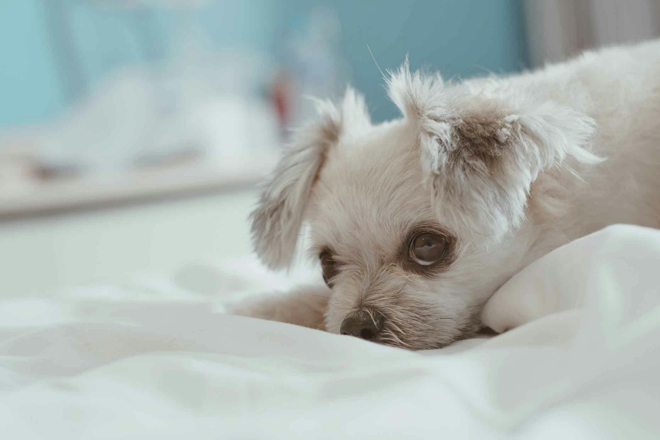 How to sleep train your outlet dog