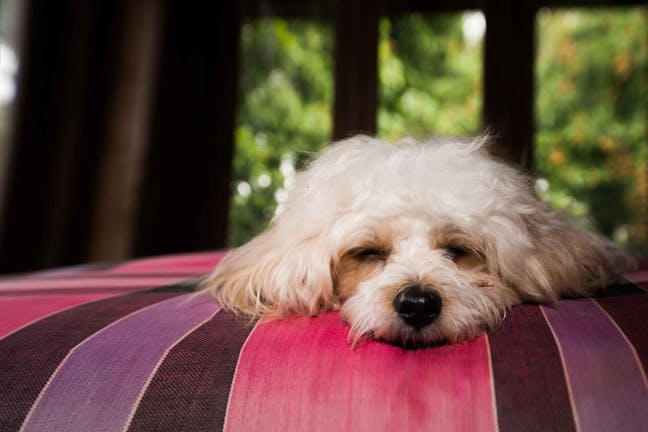 How to Train Your Dog to Sleep on His Bed