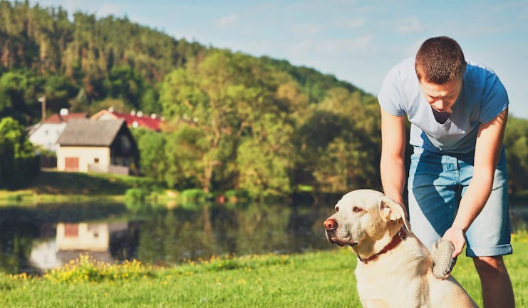 How to Train Your Older Dog to Stack Rings