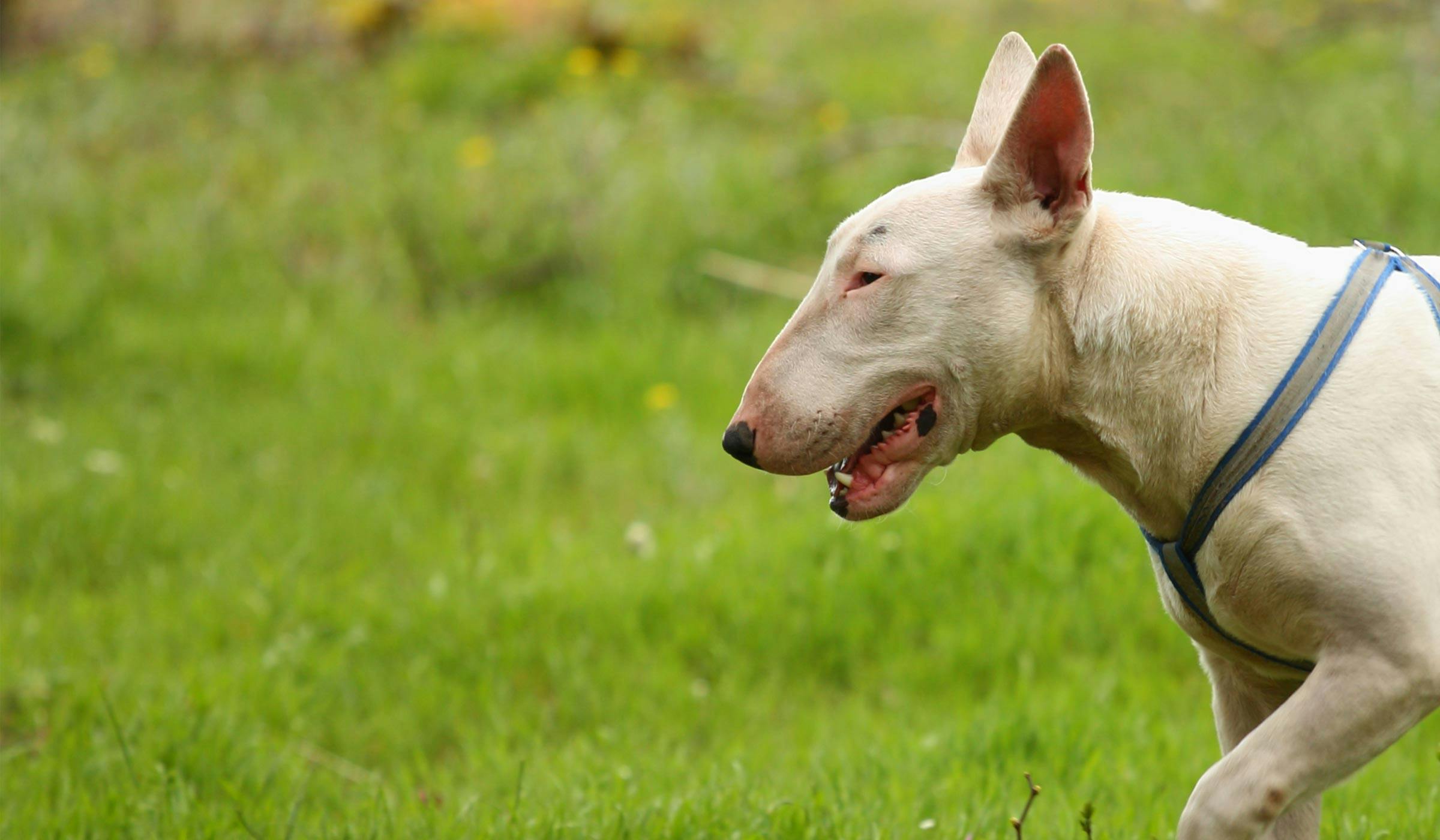 How to Train Your Bull Terrier Dog to Stand