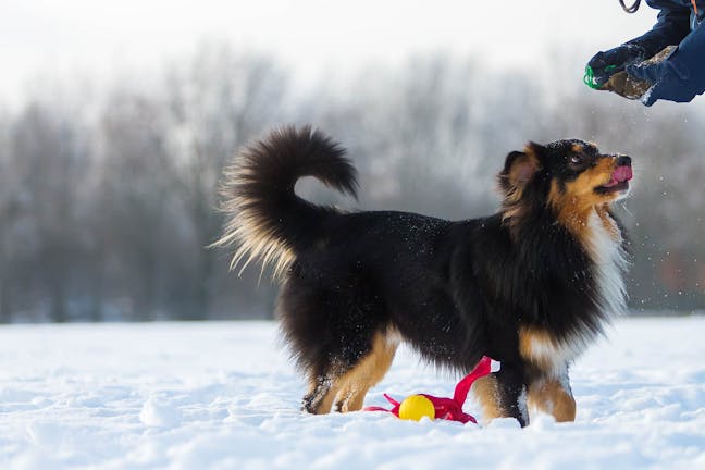 How to Train Your Dog to Stand How to Train Your Dog to Stand