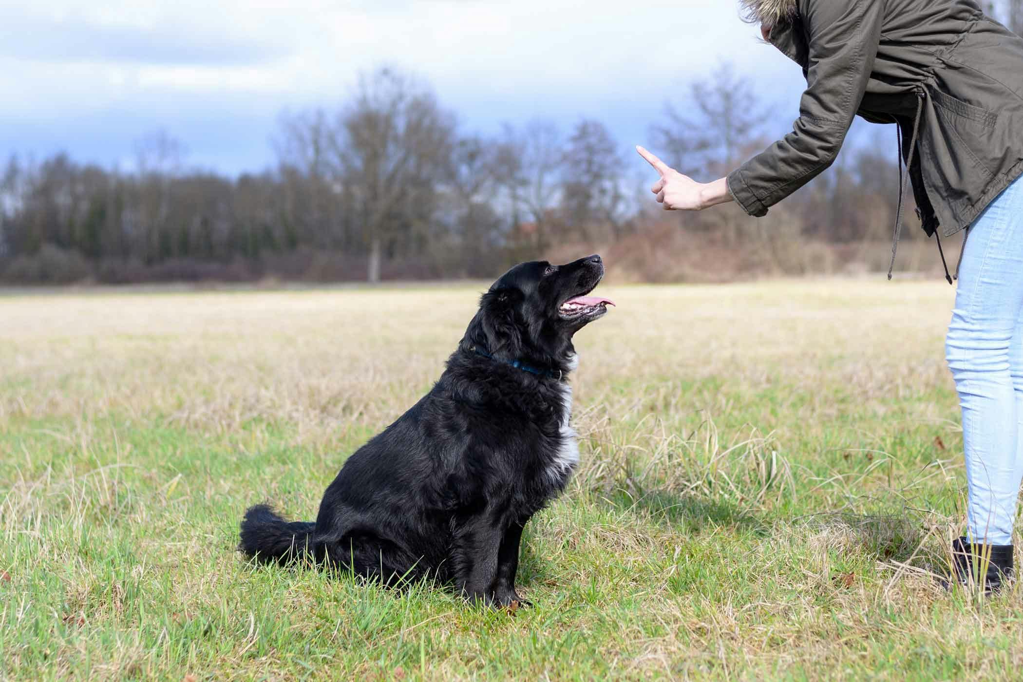 how to train a stubborn dog to sit