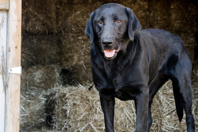 How to Train Your Barn Dog to Stay