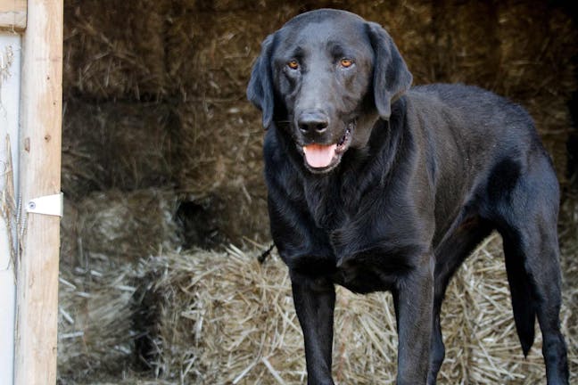 How to Train Your Barn Dog to Stay How to Train Your Barn Dog to Stay