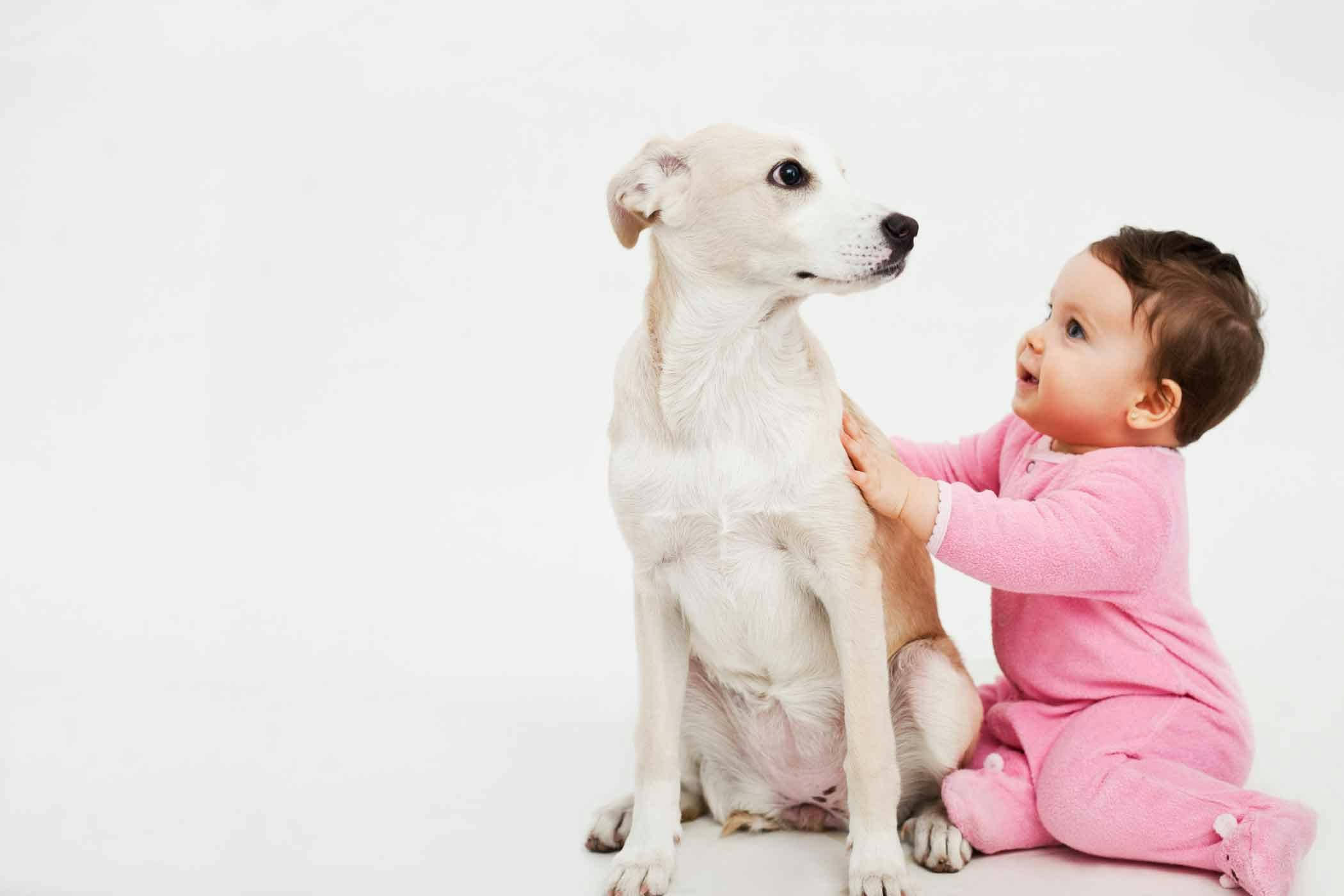 How to Train Your Dog to Stay Away from a Baby