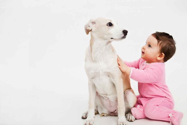 How to Train Your Dog to Stay Away from a Baby