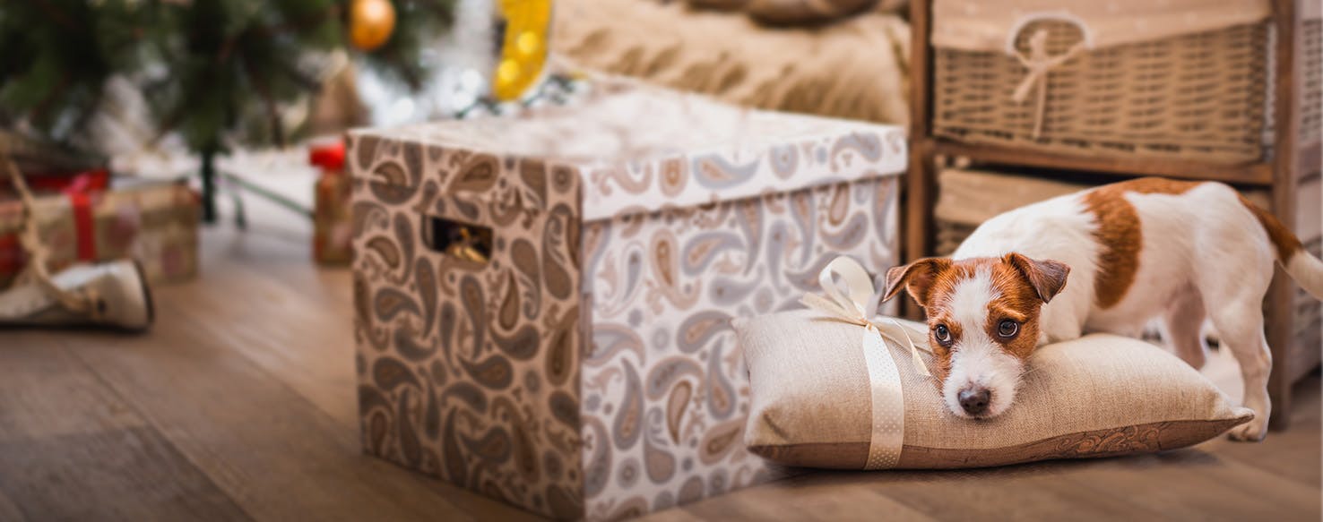 How to Train Your Older Dog to Stay Away from a Christmas Tree Wag!