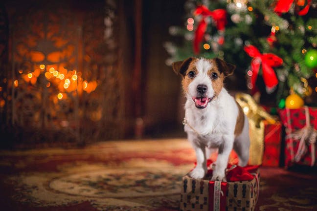 How to Train Your Dog to Stay Away from a Christmas Tree