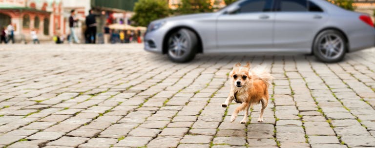 How to Train Your Small Dog to Stay Away from Cars How to Train Your Small Dog to Stay Away from Cars
