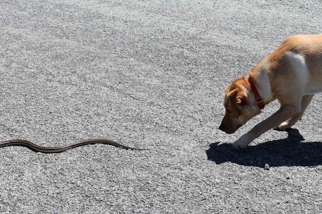 How to Train Your Dog to Stay Away from Rattlesnakes