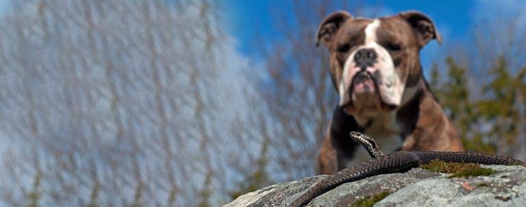 How to Train Your Older Dog to Stay Away from Snakes