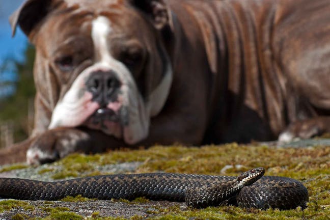 How to Train Your Dog to Stay Away from Snakes