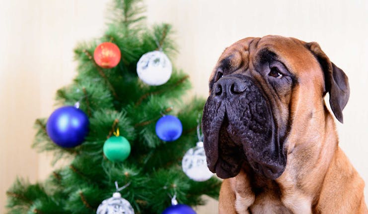 How to Train Your Young Dog to Stay Away from the Christmas Tree