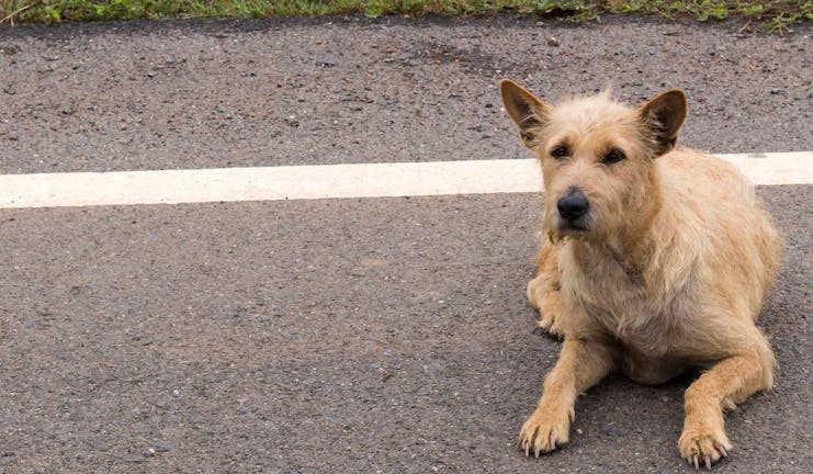 How to Train Your Older Dog to Stay Away from the Road