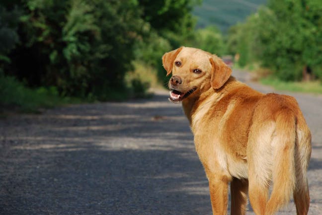 How to Train Your Dog to Stay Away from the Road