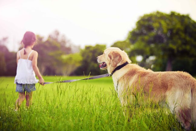 How to Train Your Dog to Stay Beside You