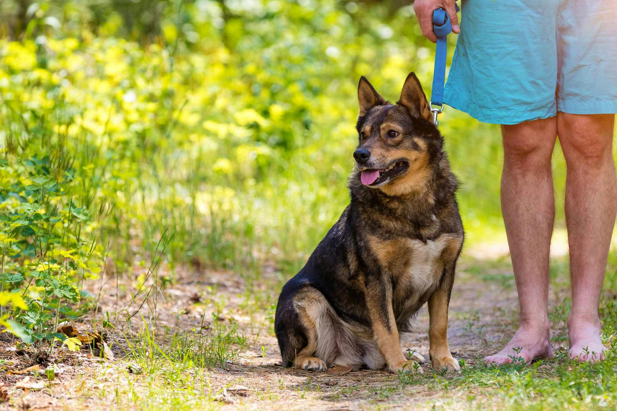 Sindssyge Alfabetisk orden falsk How to Train Your Dog to Stay by Your Side | Wag!