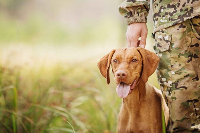 How to Train Your Bird Dog to Stay Close