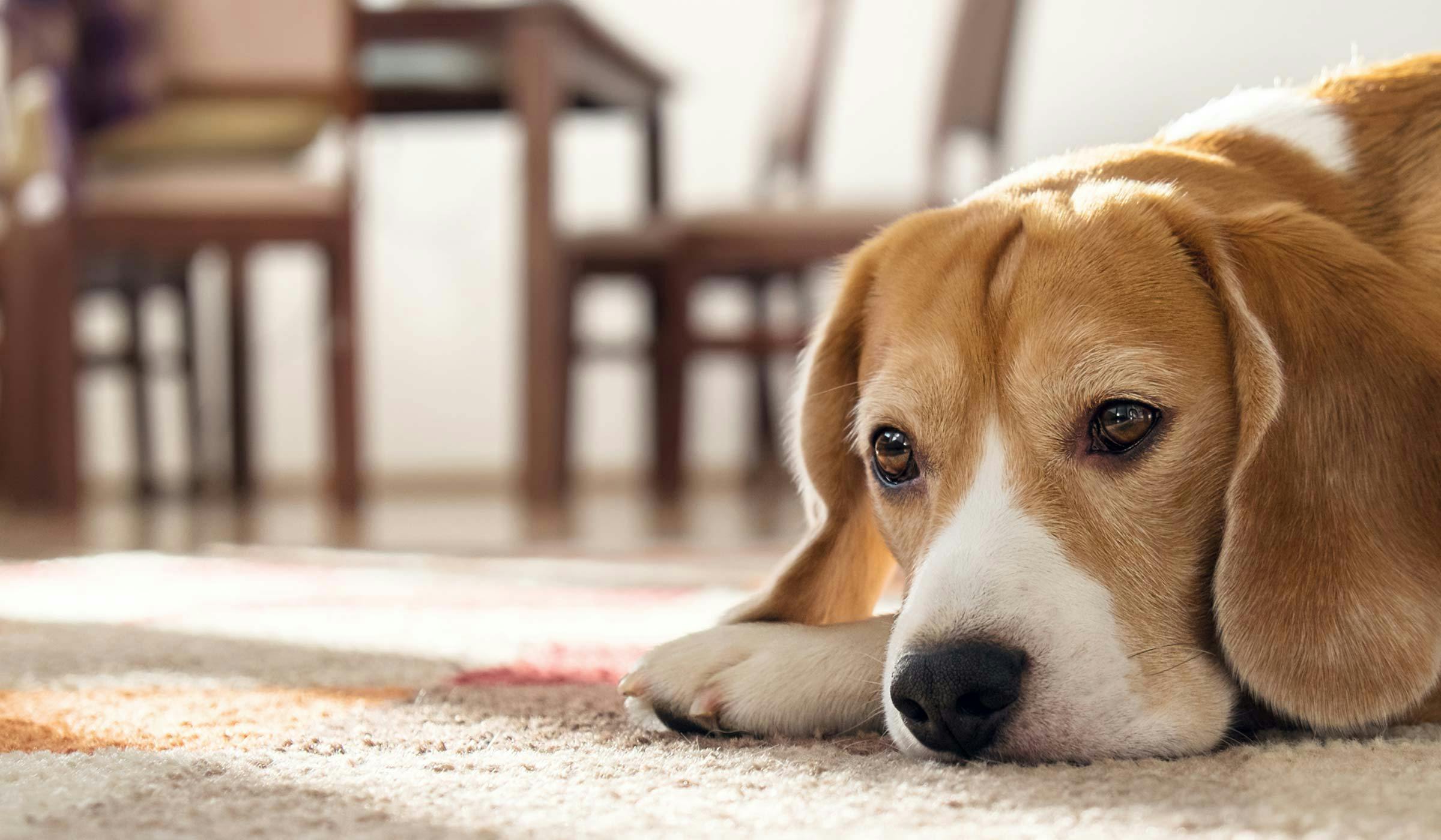 how-to-train-your-dog-to-stay-home-alone-wag