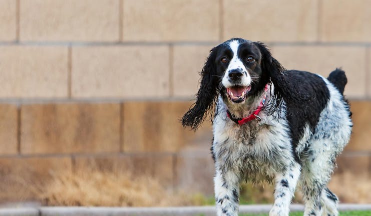 How to Train Your Older Dog to Stay in an Unfenced Yard