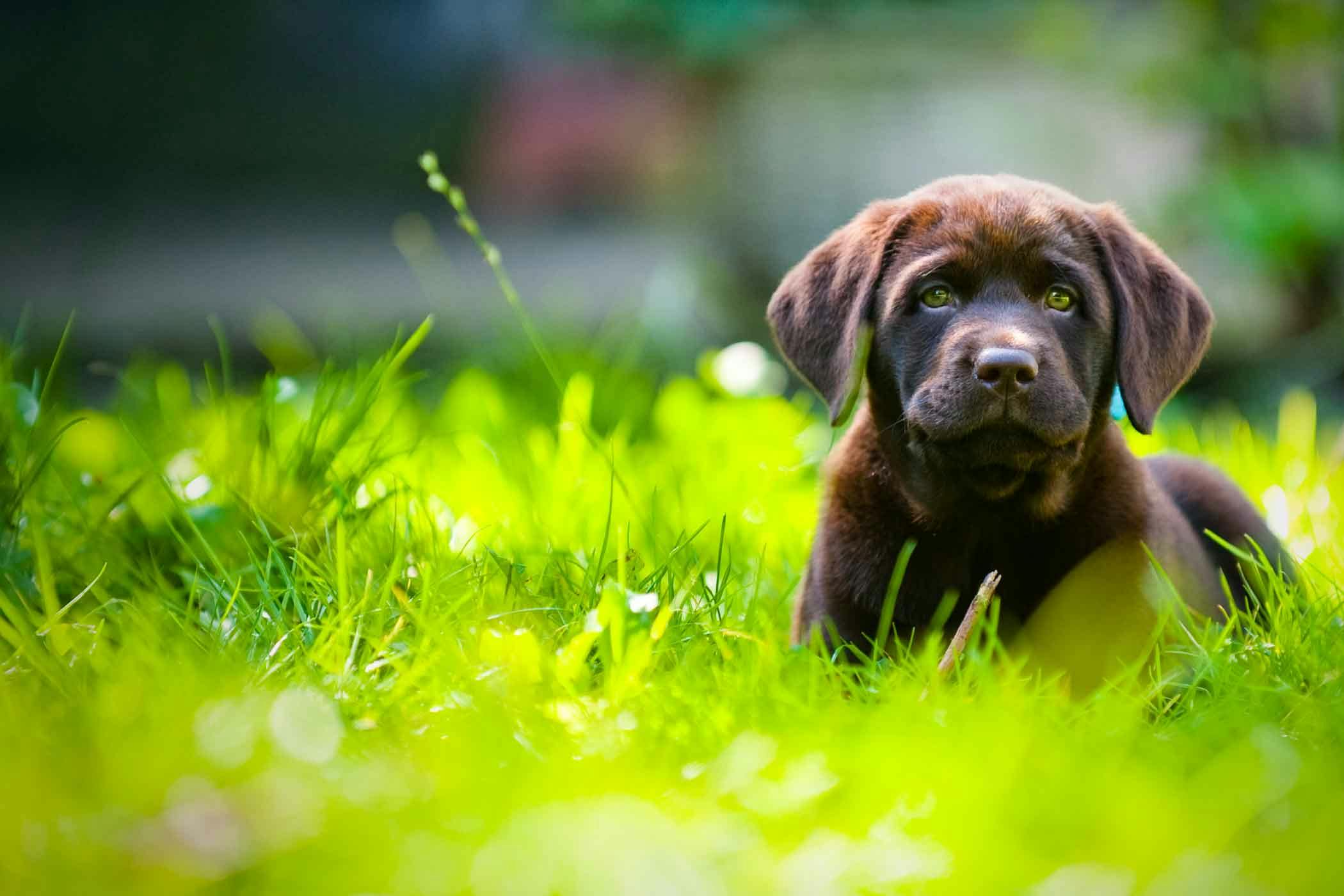 Keep dog in yard without outlet fence