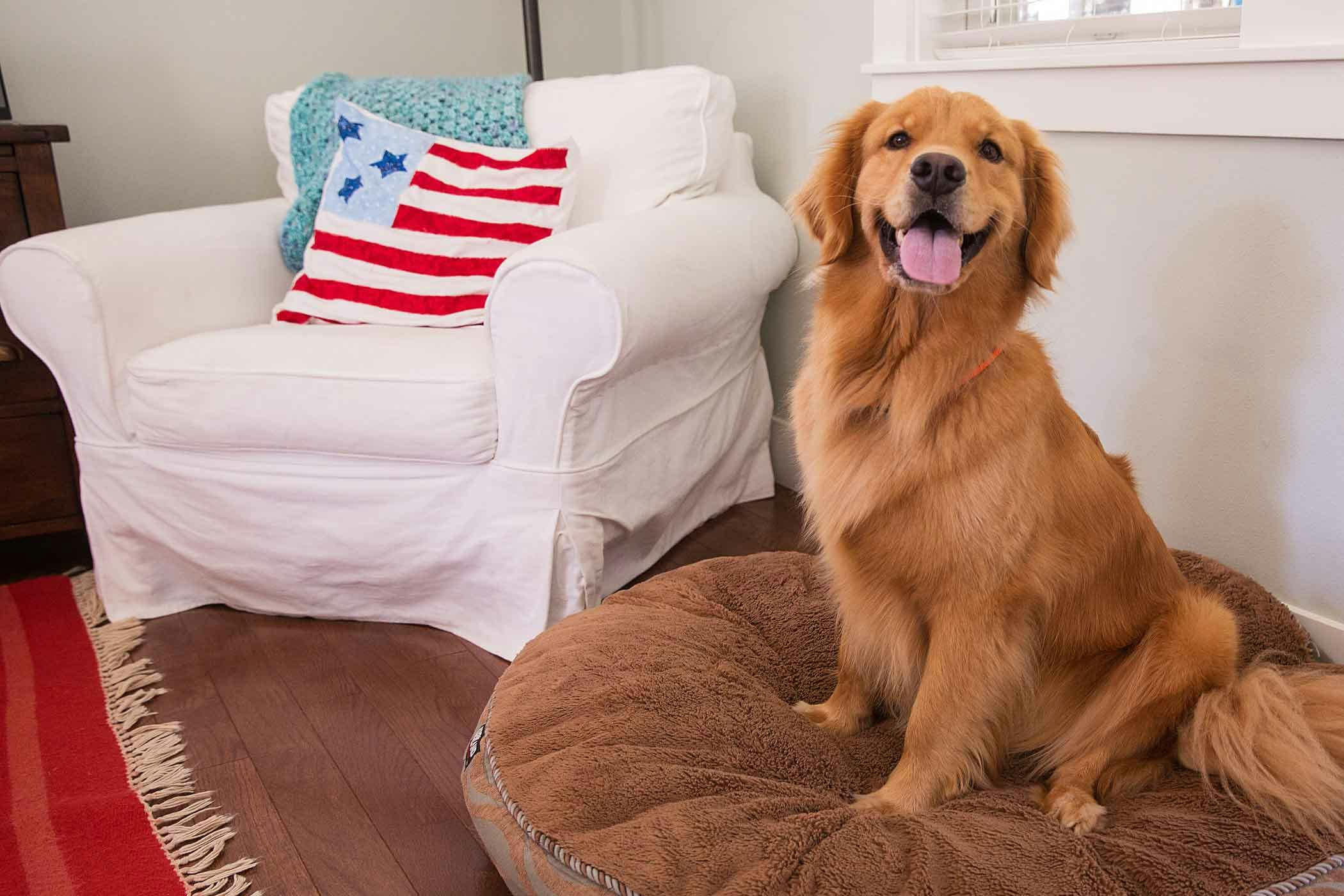 How to Train Your Dog to Stay in One Room Wag!