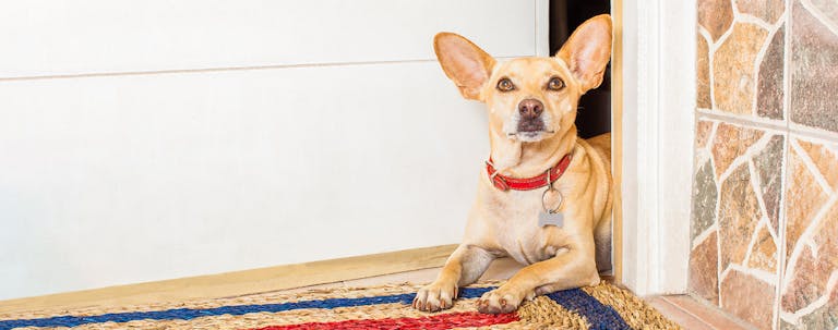 How to Train Your Small Dog to Stay Inside How to Train Your Small Dog to Stay Inside