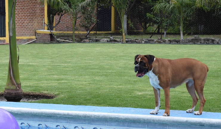 How to Train Your Older Dog to Stay Off a Pool Cover