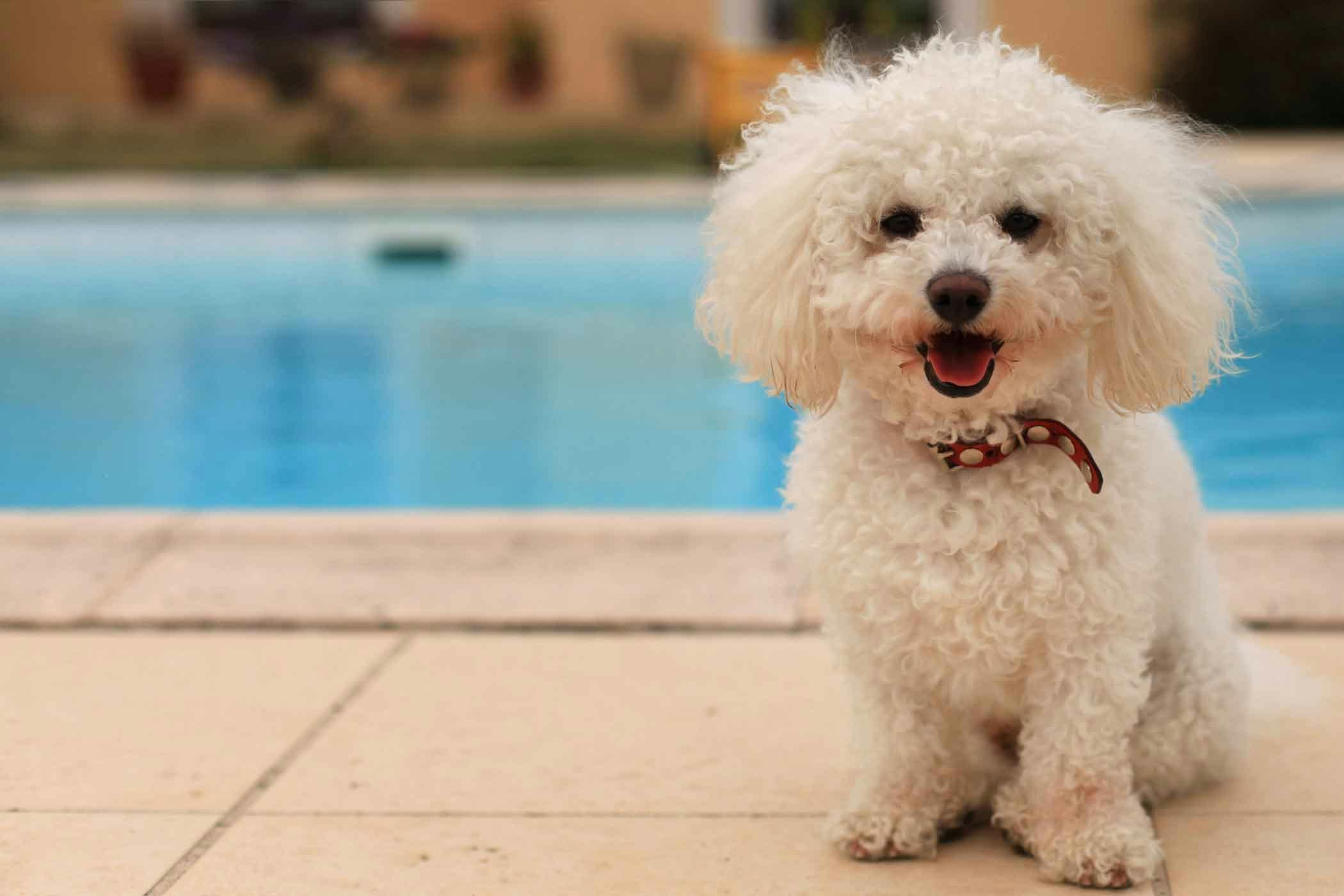 How to Train Your Dog to Stay Off a Pool Cover | Wag!