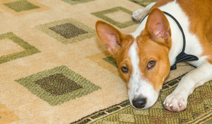 How to Train Your Older Dog to Stay Off the Carpet