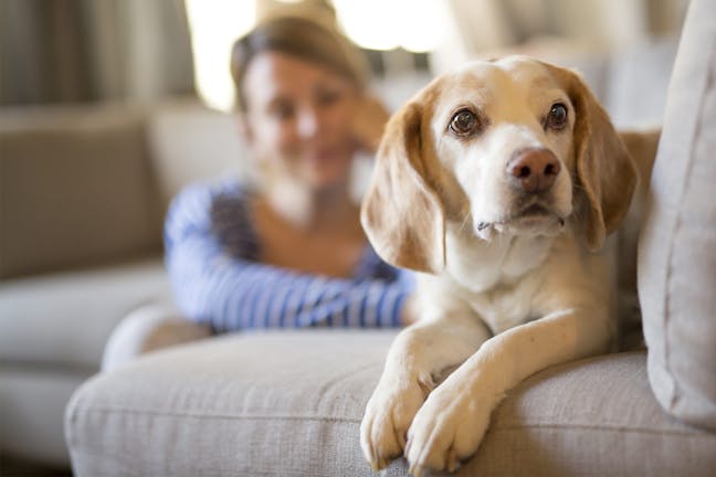 How to Train Your Dog to Stay Off the Couch When You're Not Home