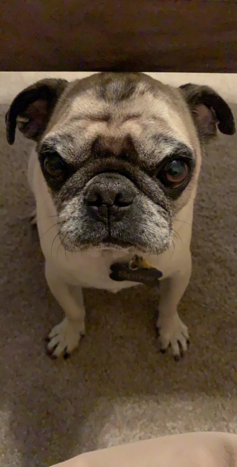 How To Train Your Older Dog To Stay Off The Furniture