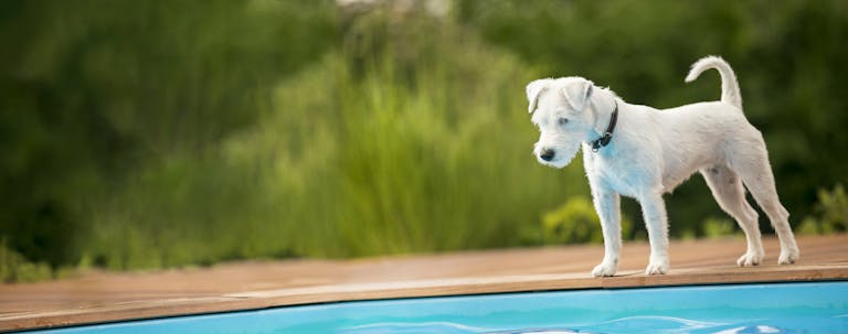 How to Train Your Small Dog to Stay Off the Pool Cover