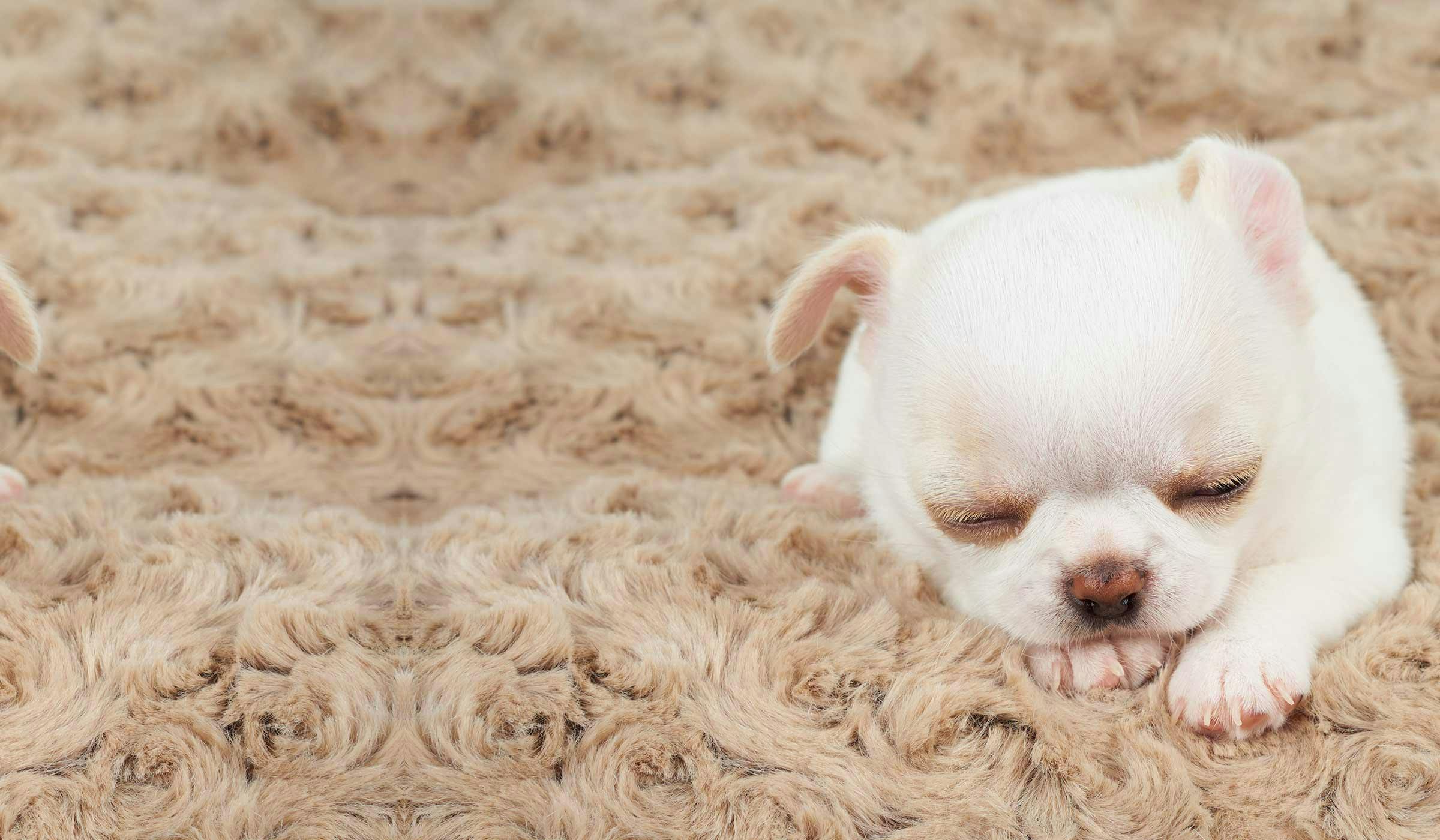 dog doorbell mat