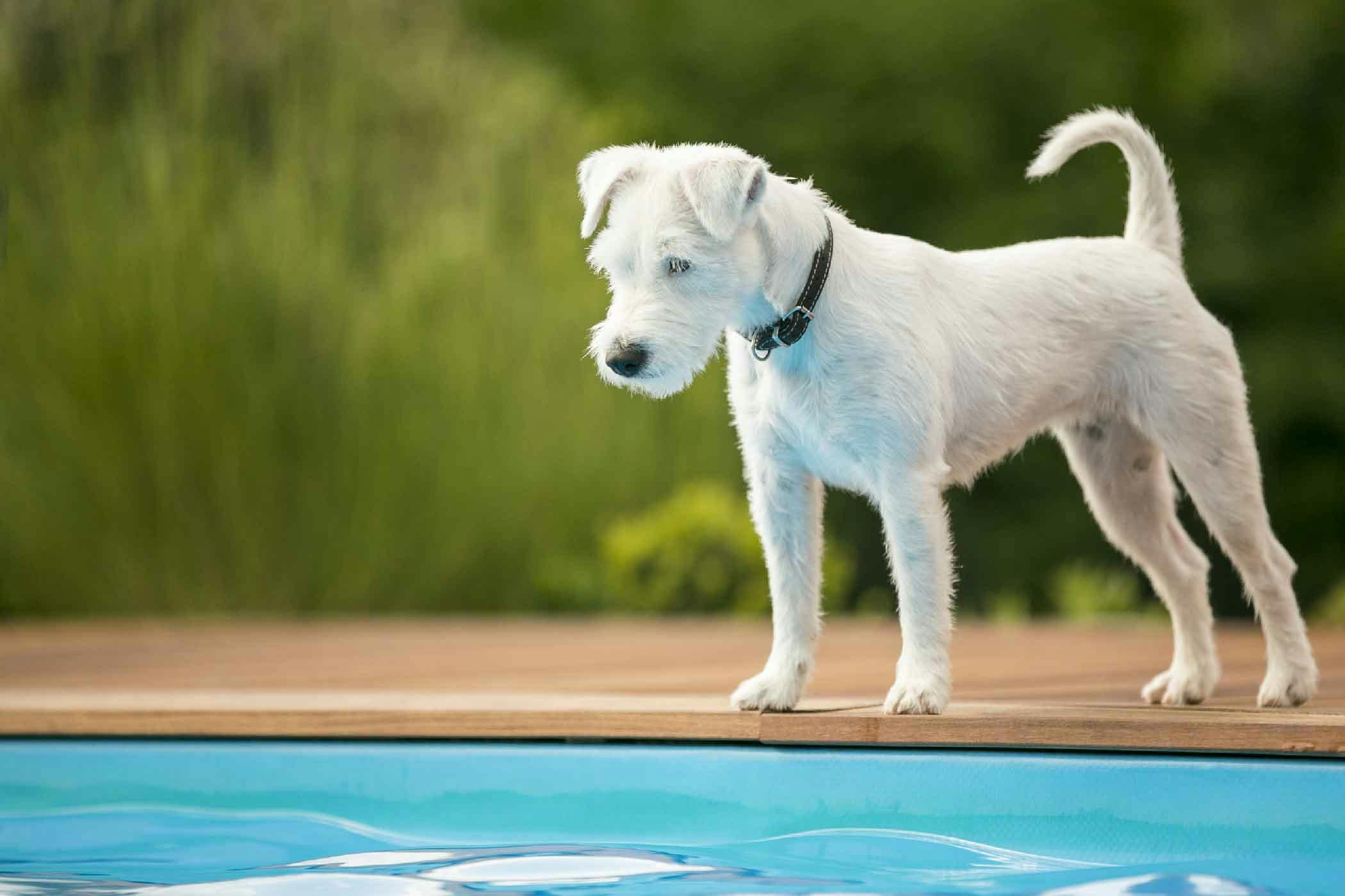 do dogs pee in swimming pools