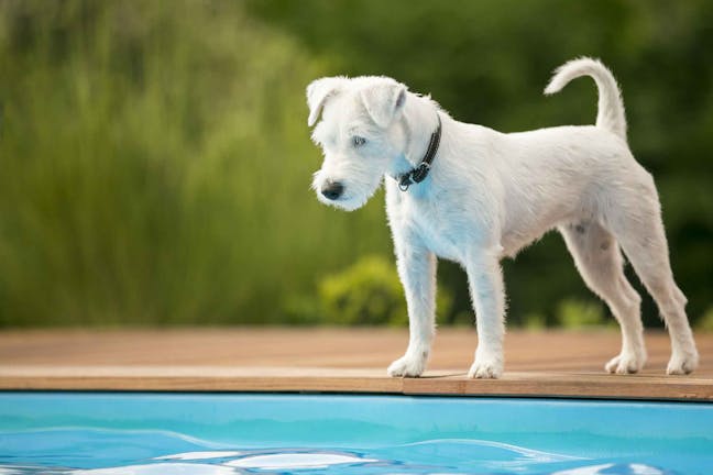 How to Train Your Dog to Stay Out of a Pool