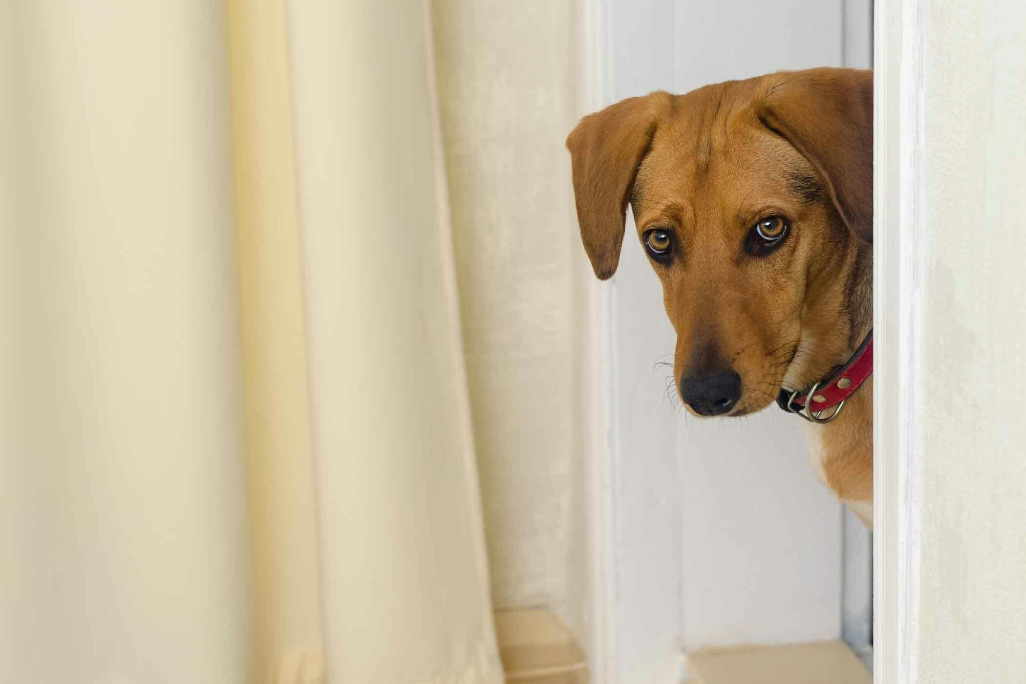 How to Train Your Dog to Stay Out of a Room Wag!